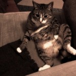 katze