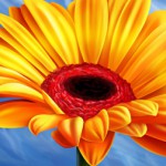 sonnenblume