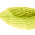 blatt